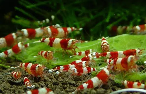 Rød Krystalreje (Caridina logemanni) Crystal Red